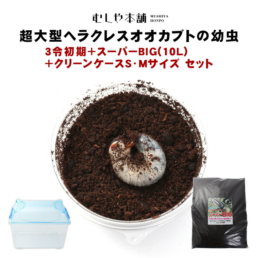 【未経験者向け】日本のカブトムシとクワガタの育て方｜成虫・幼生の繁殖遣りくち！