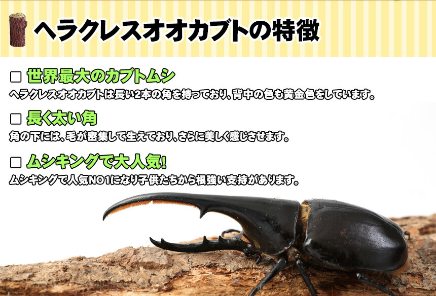 人気商品 の3令初期 ヘラクレスオオカブトの幼虫 送料無料 オスメスペア 超大型170ミリ種親の子孫 カブトムシ幼虫 むしや本舗届いたその日から超大型ヘラクレスオオカブトの幼虫の飼育が楽しめます 超大型170ミリ種親の子孫 3令初期 送料無料