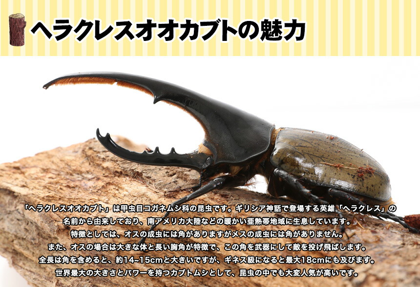 人気商品 の3令初期 ヘラクレスオオカブトの幼虫 送料無料 オスメスペア 超大型170ミリ種親の子孫 カブトムシ幼虫 むしや本舗届いたその日から超大型ヘラクレスオオカブトの幼虫の飼育が楽しめます 超大型170ミリ種親の子孫 3令初期 送料無料