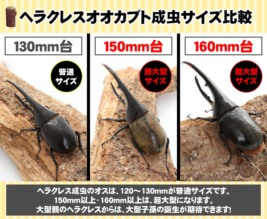 人気商品 の3令初期 ヘラクレスオオカブトの幼虫 送料無料 オスメスペア 超大型170ミリ種親の子孫 カブトムシ幼虫 むしや本舗届いたその日から超大型ヘラクレスオオカブトの幼虫の飼育が楽しめます 超大型170ミリ種親の子孫 3令初期 送料無料