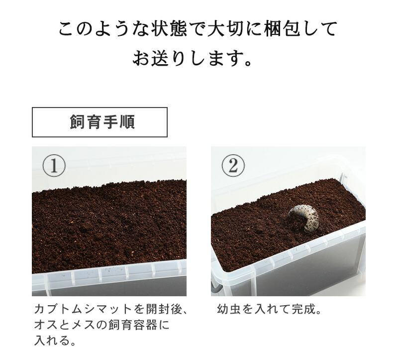 !【ヘラクレスヘラクレス幼虫(3令初期)飼育セット】 (ヘラクレスヘラクレス幼虫オスメスペア+カブトムシマット+飼育容器) !【ヘラクレスヘラクレス幼虫(3令初期)飼育セット】 (ヘラクレスヘラクレス幼虫オスメスペア+カブトムシマット+飼育容器)