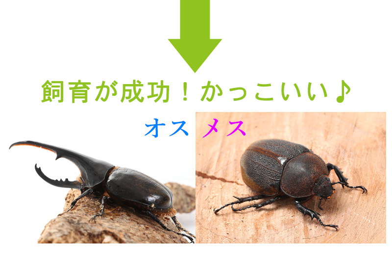 最新号掲載アイテム 送料無料 ヘラクレスリッキー幼虫 3令初期 飼育セット ヘラクレスリッキー幼虫オスメスペア カブトムシマット 飼育容器 Whitesforracialequity Org