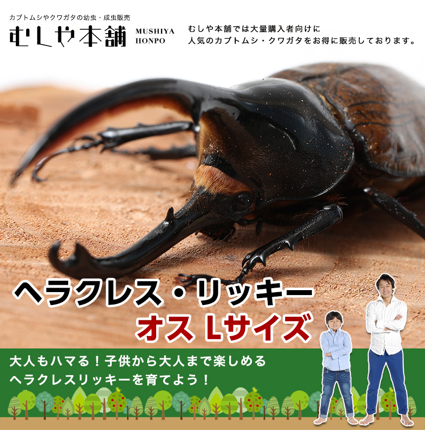 貨物輸送無料 ヘラクレスリッキー成虫 牡 130 139ミリ 外国設定カブトムシ 生活体 虫 贈物に Atiko Kz