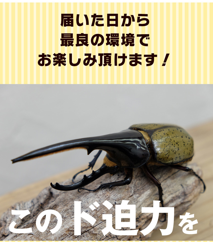 限定価格セール 楽天市場 送料無料 カブトムシが選べる ヘラクレスオオカブト 3令初期幼虫オスメスペア 昆虫マットl 飼育ケース2個のセット ヘラクレスヘラクレスorヘラクレスリッキー むしや本舗 第1位獲得 Lexusoman Com