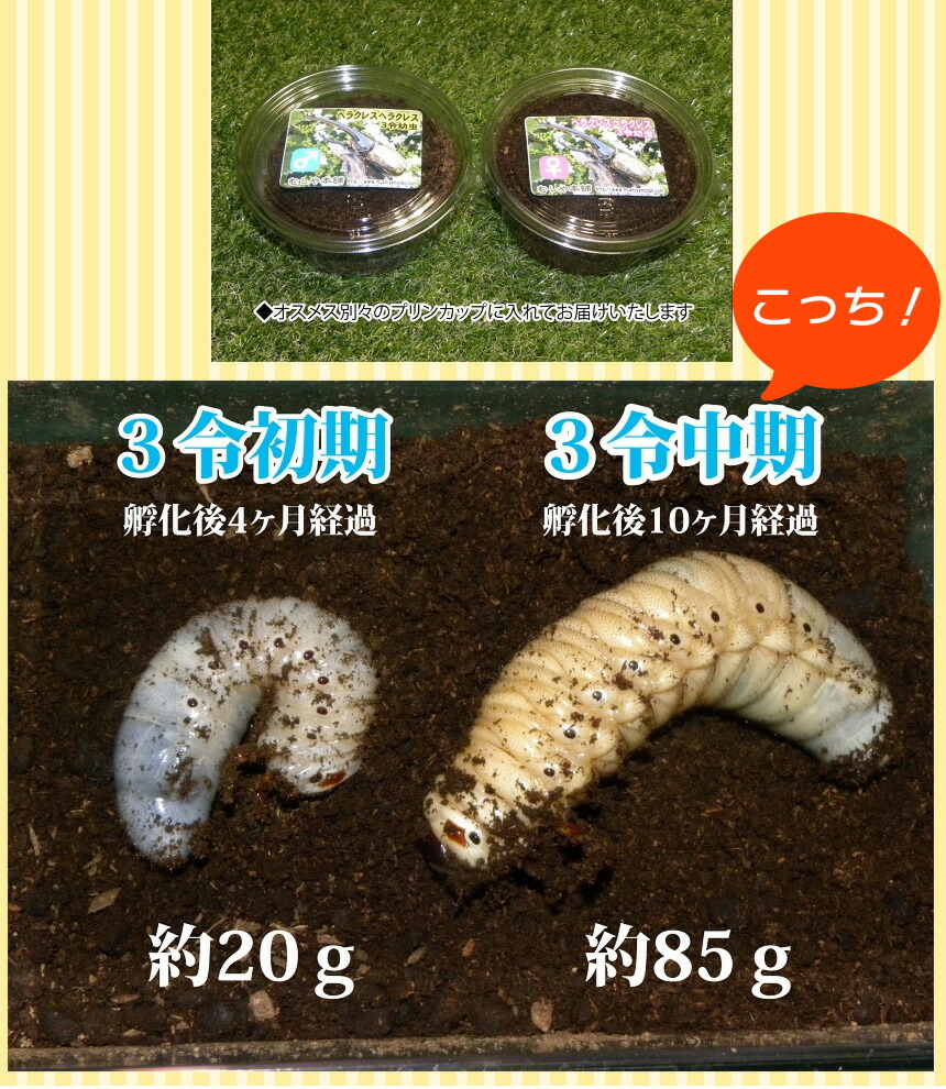貨物輸送無料 ヘラクレスオオカブト3司令中期蛹虫オスメスペア ラグ 飼育案件のしつらえる ヘラクレスヘラクレスorヘラクレスリッキー カブトムシ カブトムシ幼虫 外国生むカブトムシ ヘラクレス幼虫 極太 大型 Insta Sculpt Com