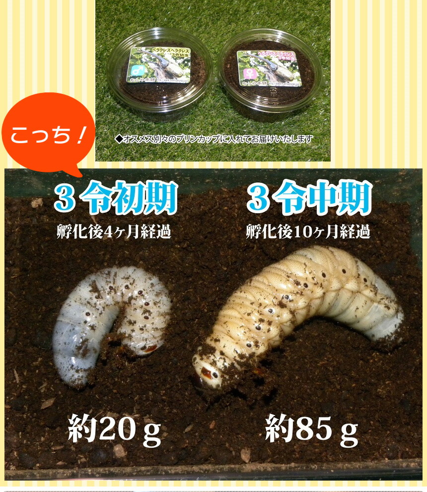 即日出荷 カブトムシが選べる ヘラクレスオオカブト3令初期幼虫オスメスペア 昆虫マットl 飼育ケース2個のセット ヘラクレスヘラクレスorヘラクレスリッキー むしや本舗 柔らかい Vancouverfamilymagazine Com