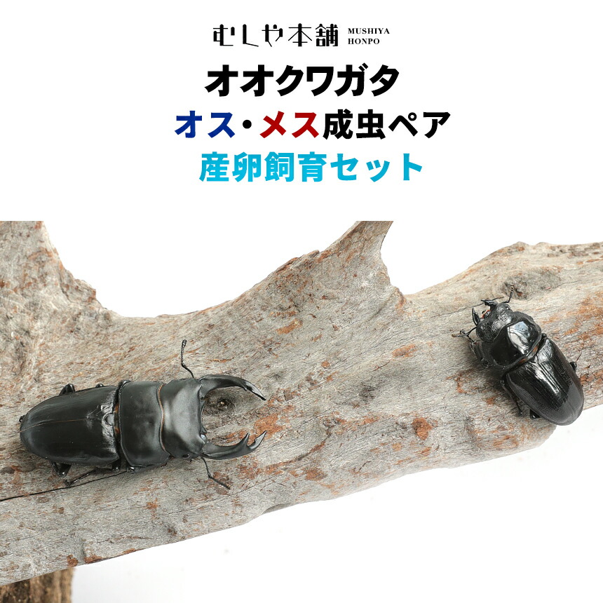 【未経験者向け】日本のカブトムシとクワガタの育て方｜成虫・幼生の繁殖遣りくち！