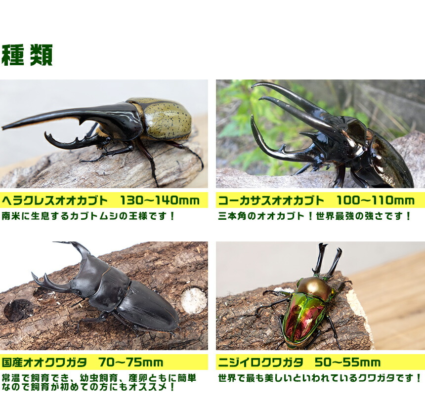 むしや本舗 送料込み 昆虫展示会 イベントに カブトムシ クワガタ成虫のセットです 菌糸ボトル カブトムシ クワガタの展示会用成虫のセット B 大型7種類 クワガタ幼虫 昆虫容器販売 大口 大量購入