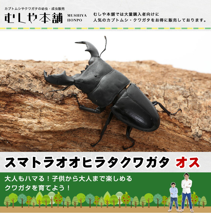 22福袋 ヒラタクワガタで最も太いオオアゴ 特にアチェ産は 人気ナンバーワン 送料無料 スマトラオオヒラタクワガタ 成虫 オス Lllサイズ アチェ産 スマトラヒラタ スマトラ ヒラタクワガタ クワガタ むしや本舗 30 Off Sim Salafiyahkajen Com