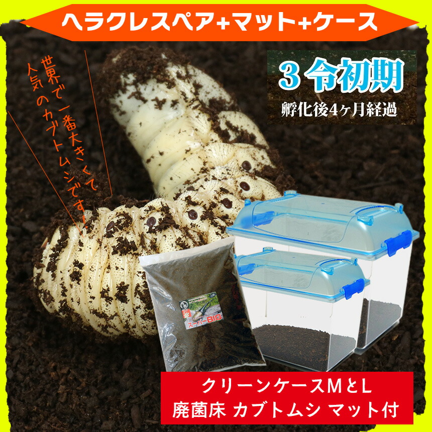 ヘラクレスヘラクレスorヘラクレスリッキー 送料無料 昆虫容器販売 カブトムシが選べる ヘラクレスオオカブト 3令初期幼虫オスメスペア 昆虫マットl 飼育ケース2個のセット ヘラクレスヘラクレスorヘラクレスリッキー 送料無料 昆虫容器販売 カブトムシが選べる ヘラクレスオオカブト 3令初期幼虫オスメスペア 昆虫マットl 飼育ケース2個のセット