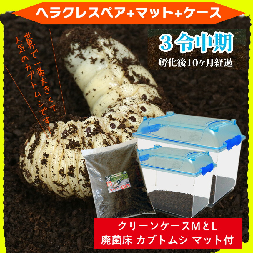 送料無料 ヘラクレスオオカブト3令中期幼虫オスメスペア マット 飼育ケースのセット ヘラクレスヘラクレスorヘラクレスリッキー カブトムシ カブトムシ幼虫 外国産カブトムシ ヘラクレス幼虫 極太 大型 Painfreepainrelief Com