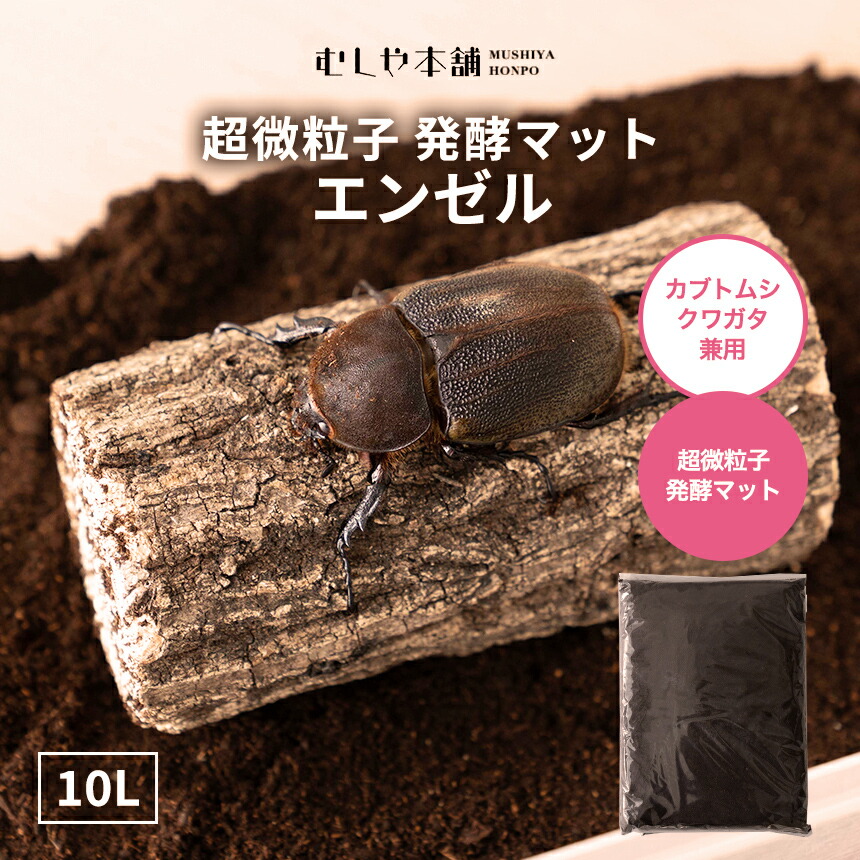 楽天市場】むしや本舗 カブトムシ・クワガタ成虫 飼育セット