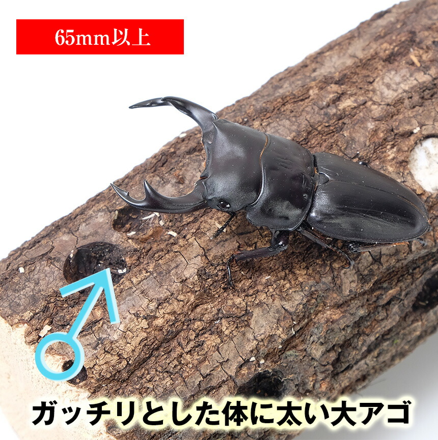 【国産 オオクワガタ 成虫 オス Mサイズ】 クワガタ 昆虫 飼育 ブリード 生体 ペット 【国産 オオクワガタ 成虫 オス Mサイズ】 クワガタ 昆虫 飼育 ブリード 生体 ペット