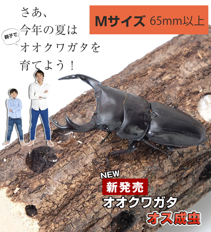 【国産 オオクワガタ 成虫 オス Mサイズ】 クワガタ 昆虫 飼育 ブリード 生体 ペット 【国産 オオクワガタ 成虫 オス Mサイズ】 クワガタ 昆虫 飼育 ブリード 生体 ペット