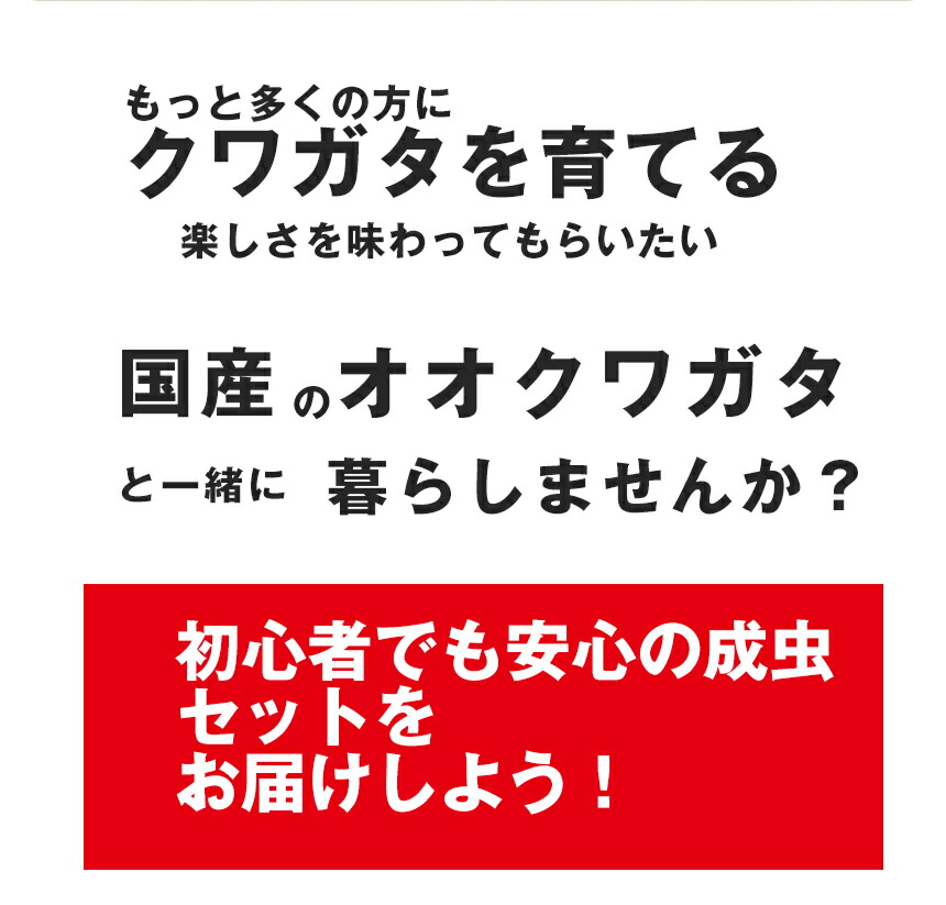 【国産 オオクワガタ 成虫 オス Mサイズ】 クワガタ 昆虫 飼育 ブリード 生体 ペット 【国産 オオクワガタ 成虫 オス Mサイズ】 クワガタ 昆虫 飼育 ブリード 生体 ペット
