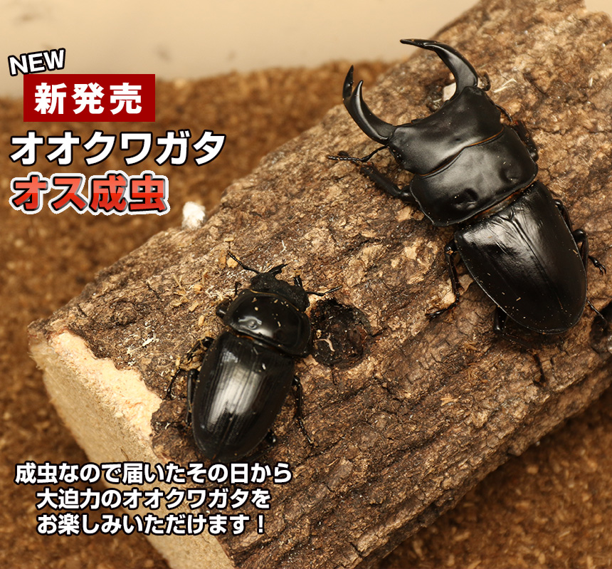 楽天市場 送料無料 国産 オオクワガタ 成虫 オス Lサイズ クワガタ 昆虫 生体 ペット むしや本舗