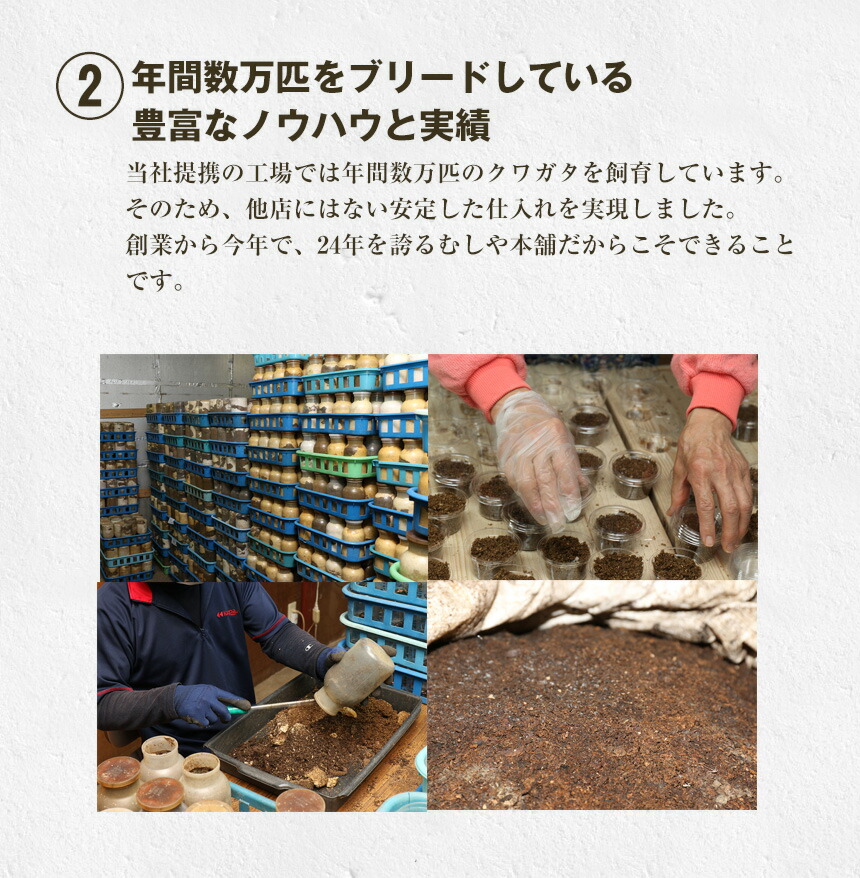 【国産 オオクワガタ 成虫 オス Mサイズ】 クワガタ 昆虫 飼育 ブリード 生体 ペット 【国産 オオクワガタ 成虫 オス Mサイズ】 クワガタ 昆虫 飼育 ブリード 生体 ペット