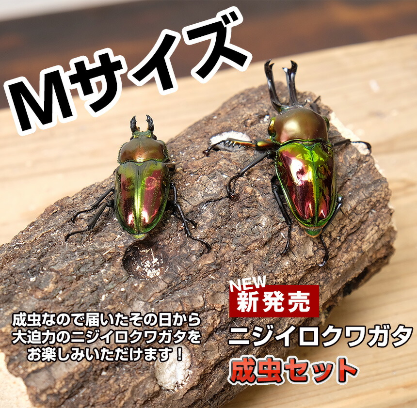 ニジイロクワガタ成虫ペアMサイズ【外国産クワガタ昆虫】