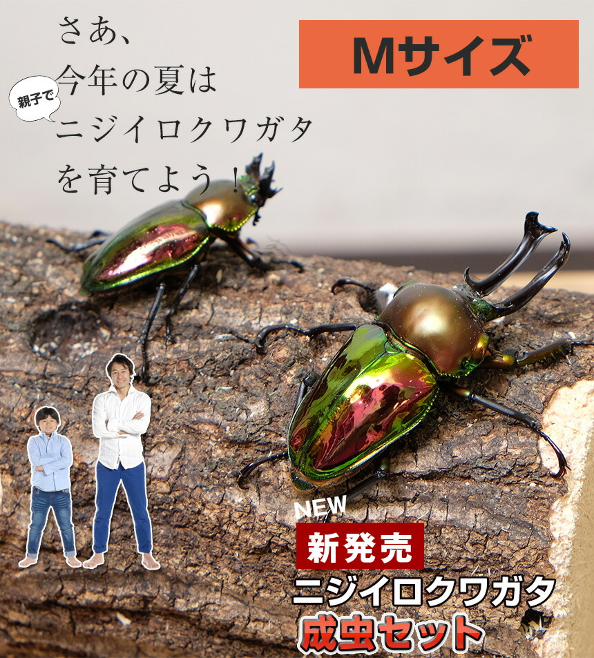 ニジイロクワガタ成虫ペアMサイズ【外国産クワガタ昆虫】