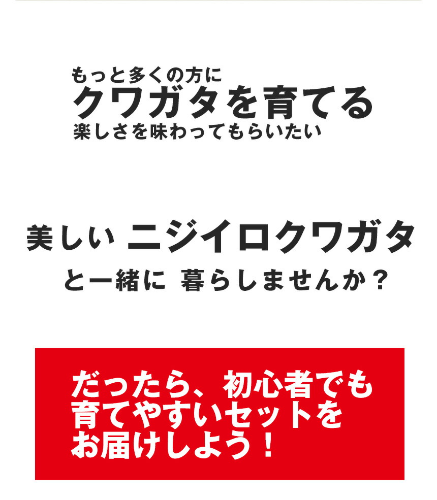 ニジイロクワガタ成虫ペアMサイズ【外国産クワガタ昆虫】