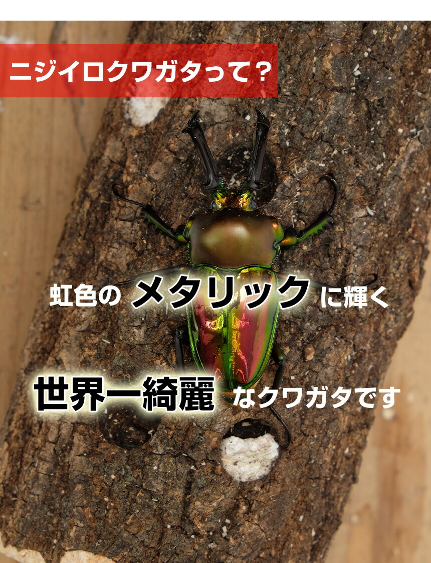 ニジイロクワガタ成虫ペアMサイズ【外国産クワガタ昆虫】