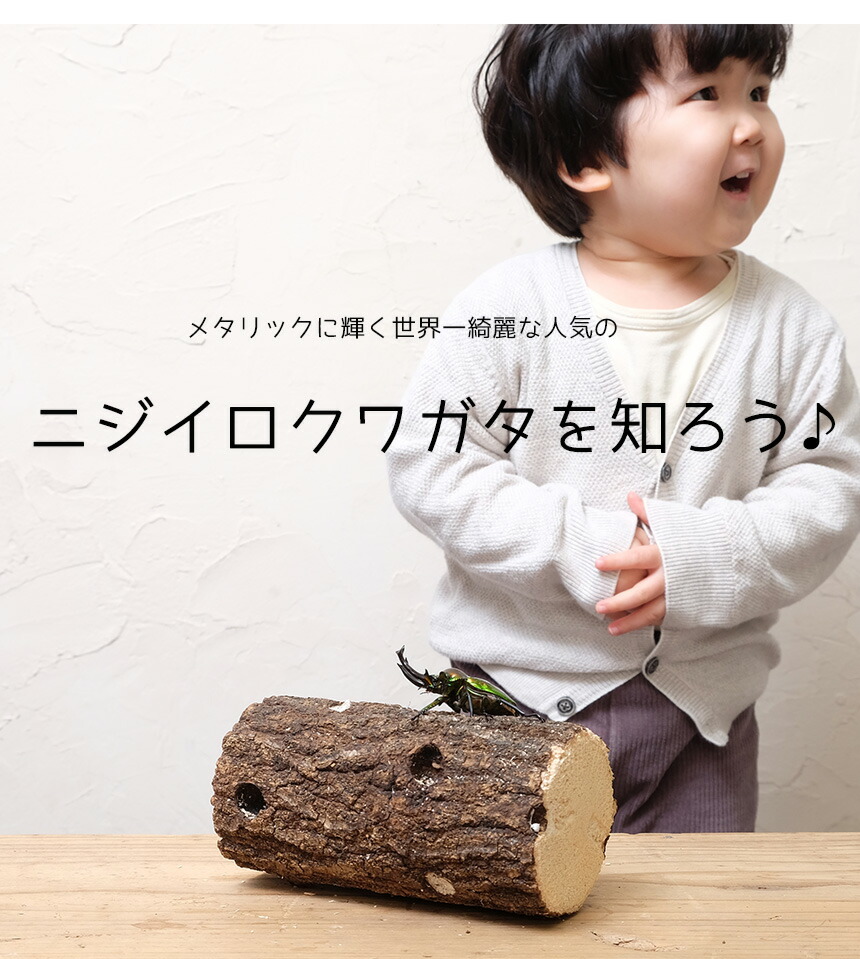 ニジイロクワガタ成虫ペアMサイズ【外国産クワガタ昆虫】