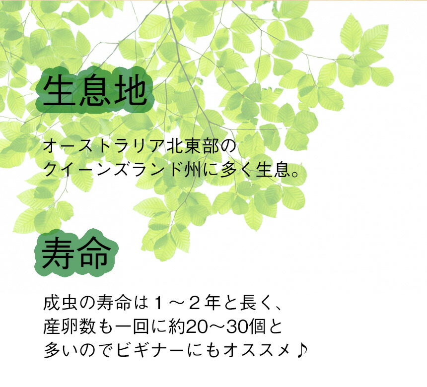 ニジイロクワガタ成虫ペアMサイズ【外国産クワガタ昆虫】