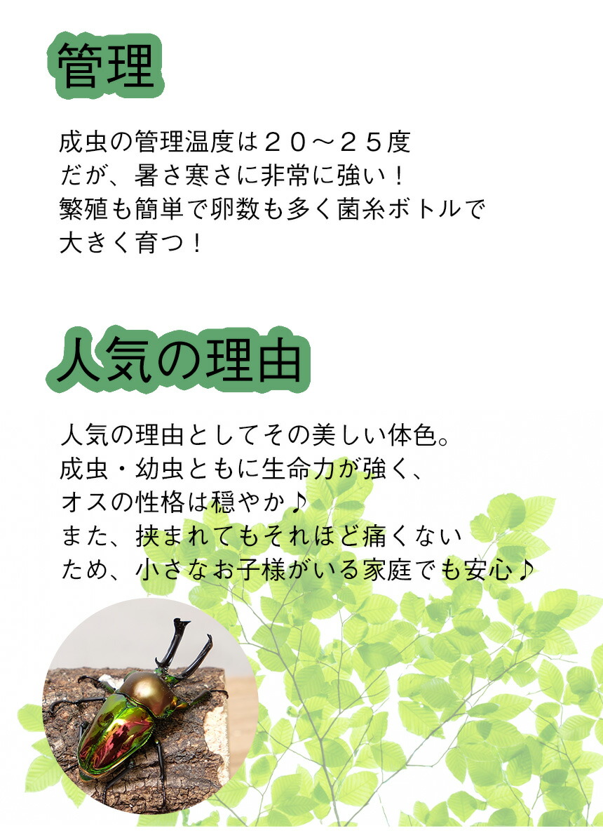 ニジイロクワガタ成虫ペアMサイズ【外国産クワガタ昆虫】