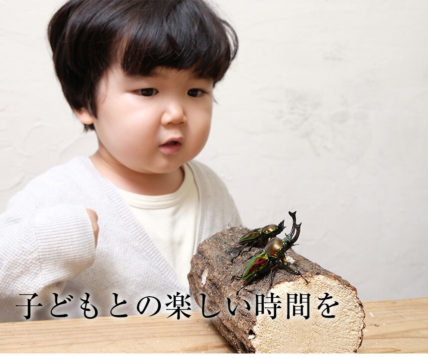 【ニジイロクワガタ成虫オスメスペアMサイズ】外国産クワガタクワガタ幼虫クワガタニジイロ生体昆虫ペットプレゼントに!