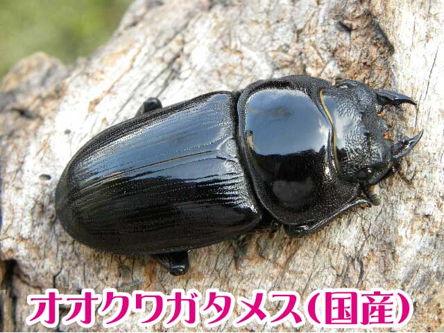 楽天市場 送料無料 新成虫 国産 オオクワガタ 成虫 メス Lサイズ 昆虫 クワガタ ブリード 生き物 ペット むしや本舗