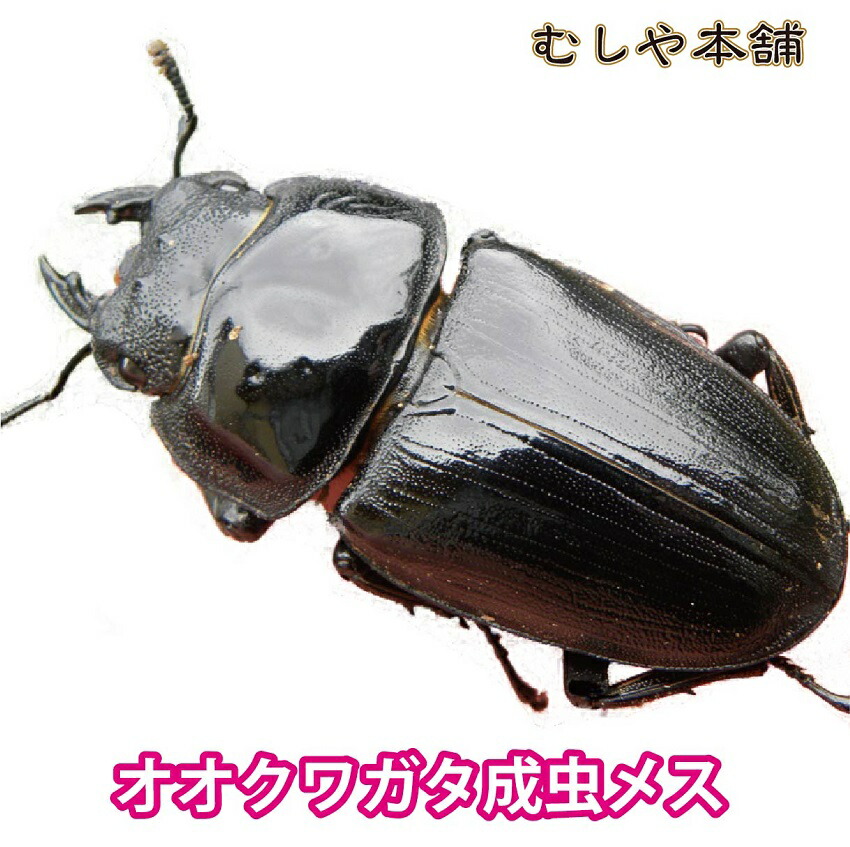 楽天市場 新成虫 国産 オオクワガタ 成虫 メス Sサイズ クワガタ 昆虫 生体 ペット プレゼントに むしや本舗