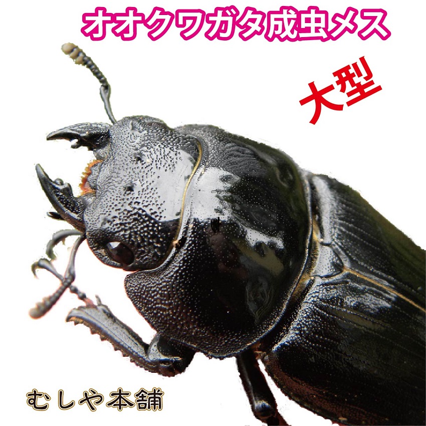 驚きの安さ 楽天市場 送料無料 新成虫 国産 オオクワガタ 成虫 メス 超特大サイズ 55ミリ 昆虫 クワガタ ブリード 生き物 ペット むしや本舗 爆売り Lexusoman Com