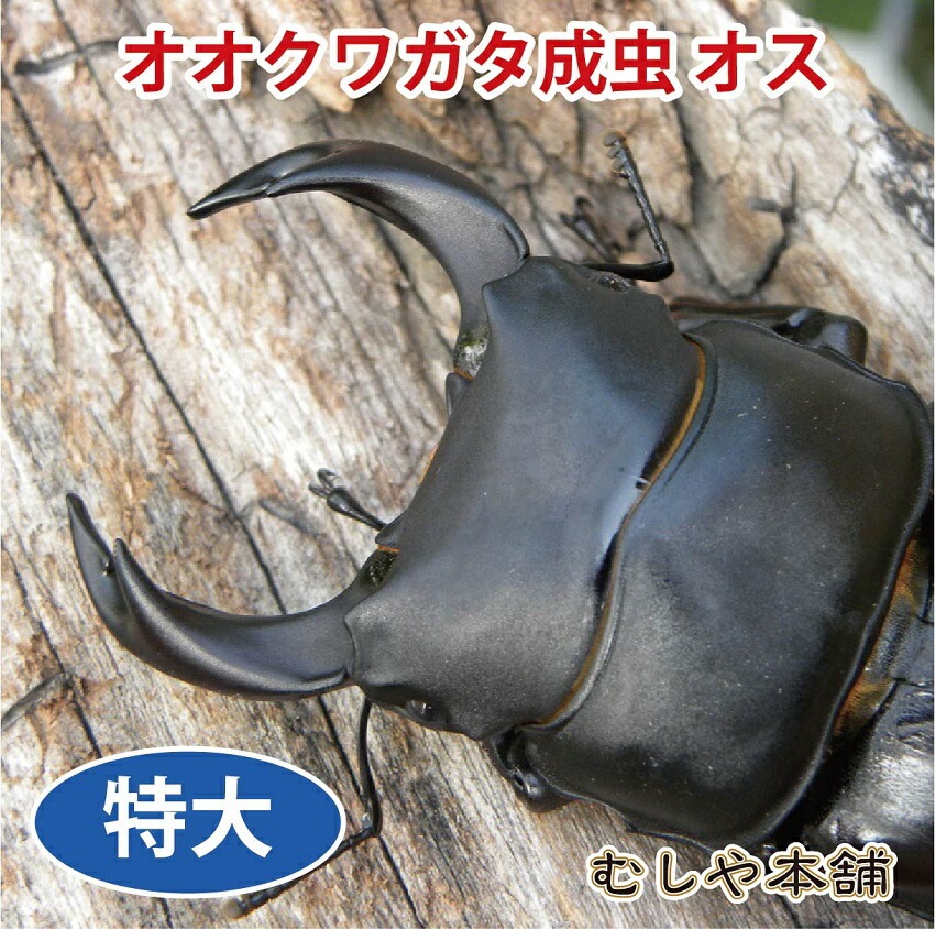 新発売の 国産 オオクワガタ 成虫 オス 特大サイズ クワガタ 昆虫 生体 ペット プレゼントに 最適な価格 Nsmakedonaca Org Rs