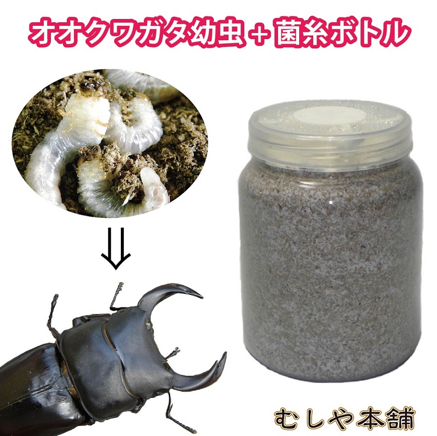 ☆クワガタ カブトムシ 菌糸ビン - 幼虫飼育・菌糸瓶