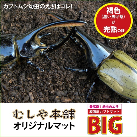 送料無料 高カロリー 3袋 昆虫マット マット かぶとむし 廃菌床発酵カブトムシ 10リットル Big