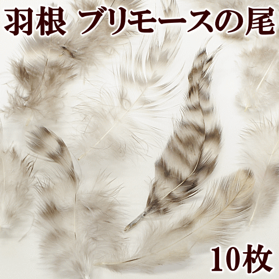 楽天市場】（完売しました） 羽根 オスのニワトリ 10枚セット 約10cm