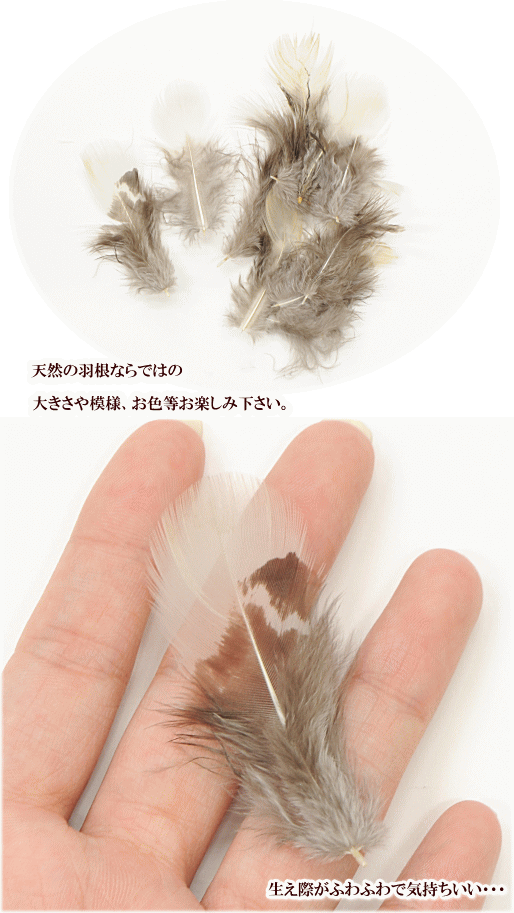 楽天市場 完売しました 羽根 キジ 約4cm 7cm 10枚 自然素材 天然 フェザー 鶏 ニワトリ 地鶏 羽 はね ハネ 衣装 装飾 ドレス チャーム コサージュ アクセサリー パーツ 材料 イヤリング ピアス ネックレス ヘッドドレス ハンドメイド 手芸 手作り Djh23