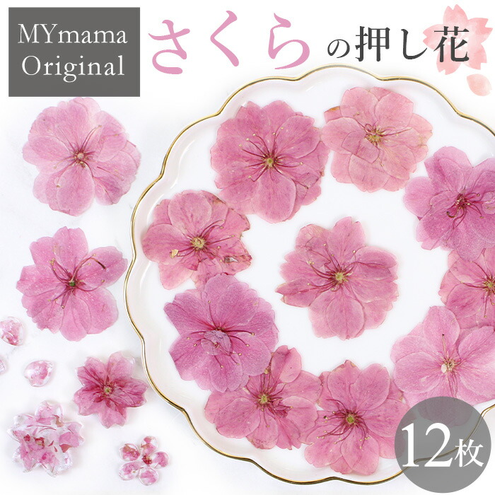 楽天市場】【mflowerコラボ】押し花 さくら 啓翁桜 正面向き