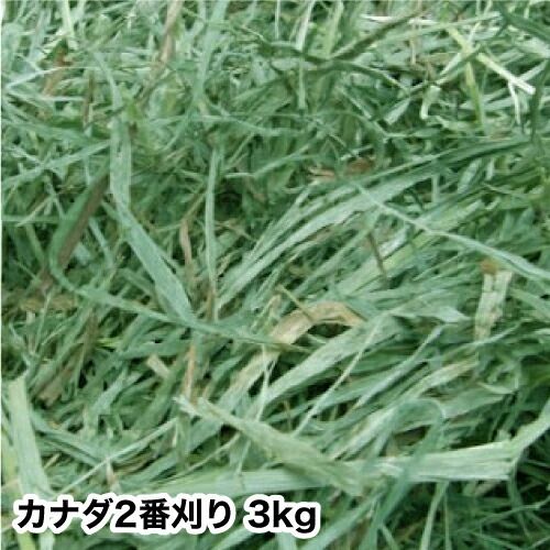 あや　アメリカ産チモシー20㎏＋キューブ1㎏ 楽天市場】ウサギ 牧草 チモシー うさぎ 2024新刈り入荷