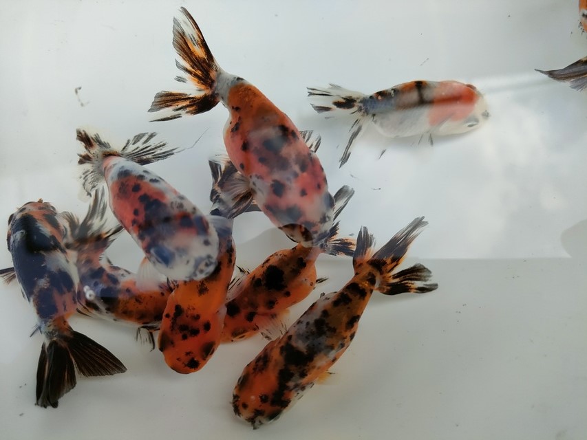 楽天市場】（国産金魚）大阪らんちゅう 向坂養魚場産（1匹
