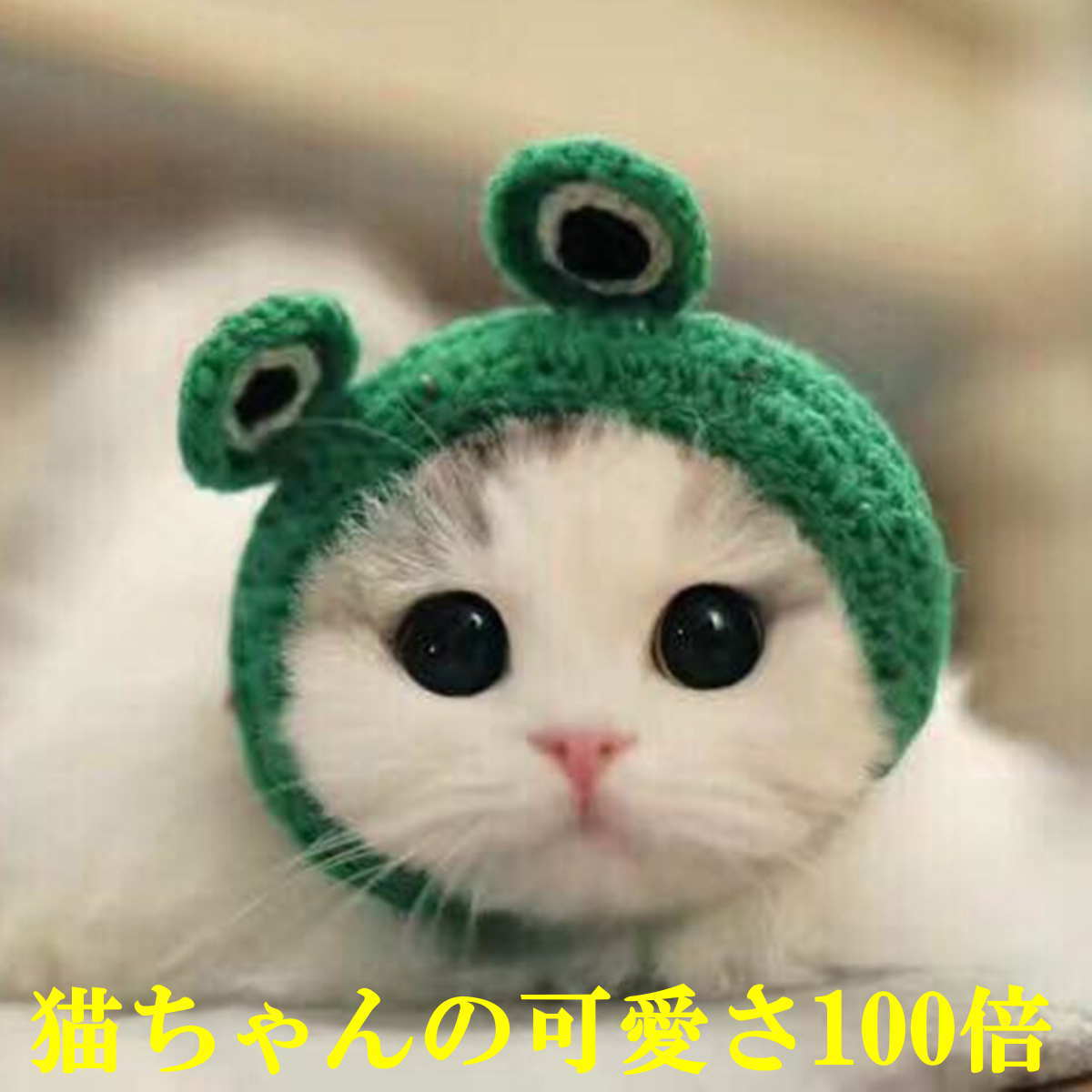 楽天市場 犬服 ドッグウェア 猫用 かぶりもの 帽子 防寒 ニット カエル 編み かわいい 汚れ防止 ギフト 猫用品 ペット用品 ペットグッズ ねこ ネコ 小型犬 メール便送料無料 Nikkashop