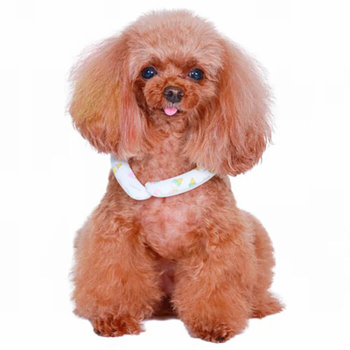 新品 GODPIVA アニマルレインスヌード こぶた XS～Mサイズ 18～29ｃｍ 撥水加工 犬小物 レビュー高評価のおせち贈り物