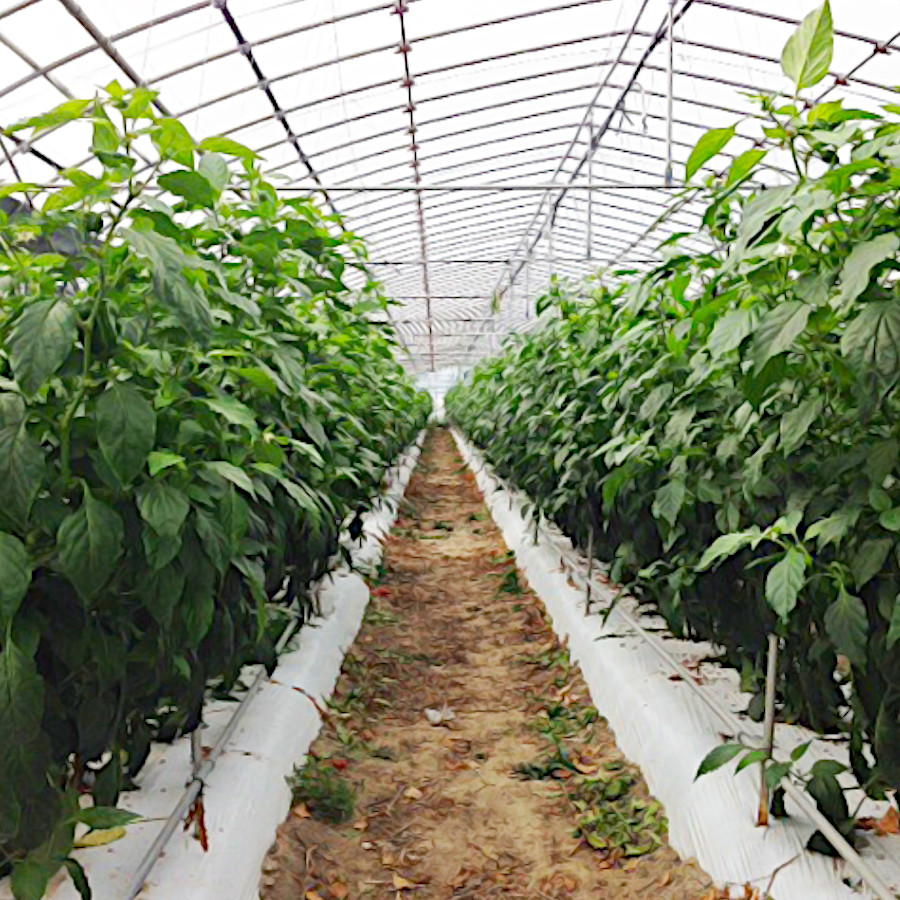 農po コーティング5 1uv 厚み0 1mm 幅860cm