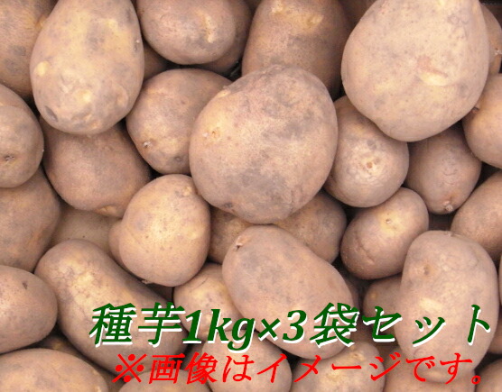 楽天市場 北海道大樹町産 じゃがいも 種芋 1kg 3袋セット 男爵芋 キタアカリ とうや メークイン さやか 紫月 きたかむい の中からお選びください 農援 楽天市場店