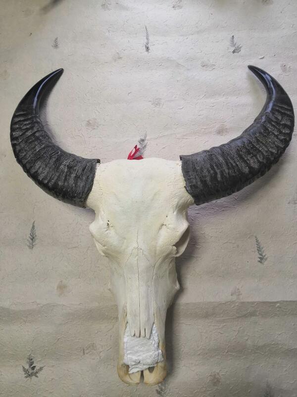 黒牡丹頭骨 ニッチ 試験片 オブジェ 駒絵のサブジェクト 飾付 トロフィー 素描モチーフ ファーニチュア 雌羊 Brucetires Ca