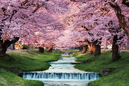 【送料無料】　ジグソーパズル 1000ピース 観音寺川の桜並木（福島）50x75cm 10-1410画像