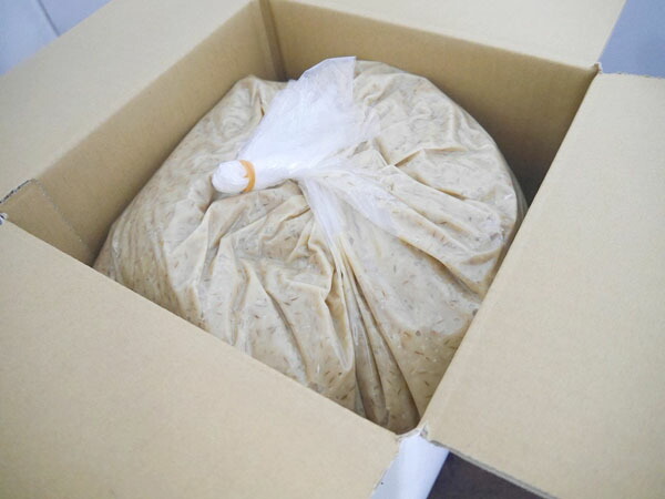 大麦塩麹（10kg）