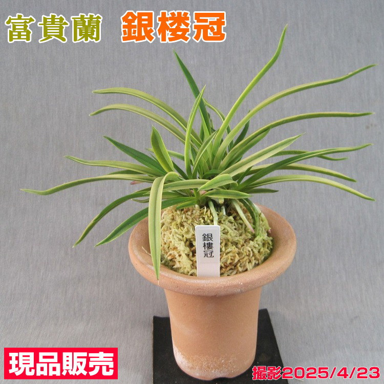 楽天市場】ナゴラン 縞と無地葉 2個セット n003一点物 現品販売古典