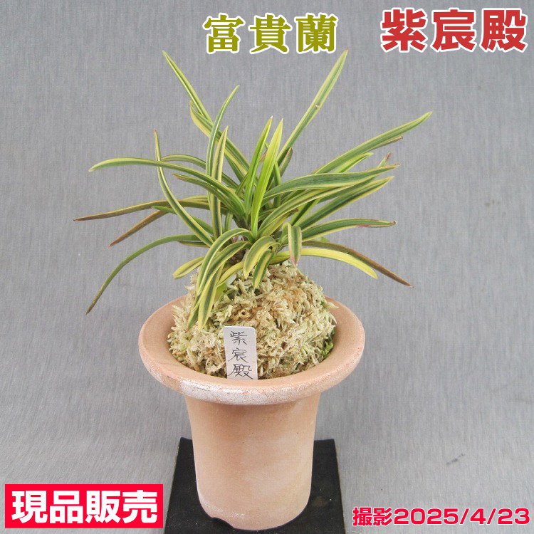 [祝^_^評価6000突破お値打ち品♫]富貴蘭　天領冠 富貴蘭 風蘭 蘭 御城覆輪 ごじょうふくりん 5本立 現品 8008