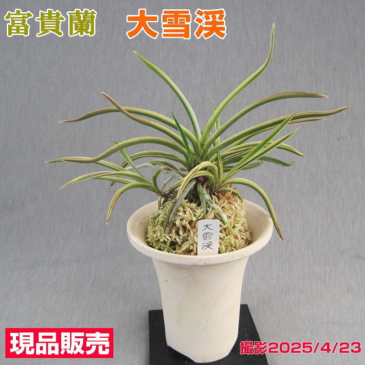 [祝^_^評価6000突破セール♫]富貴蘭　彩冠 富貴蘭【彩冠】【彩】 | 富貴蘭を楽しんでブログ